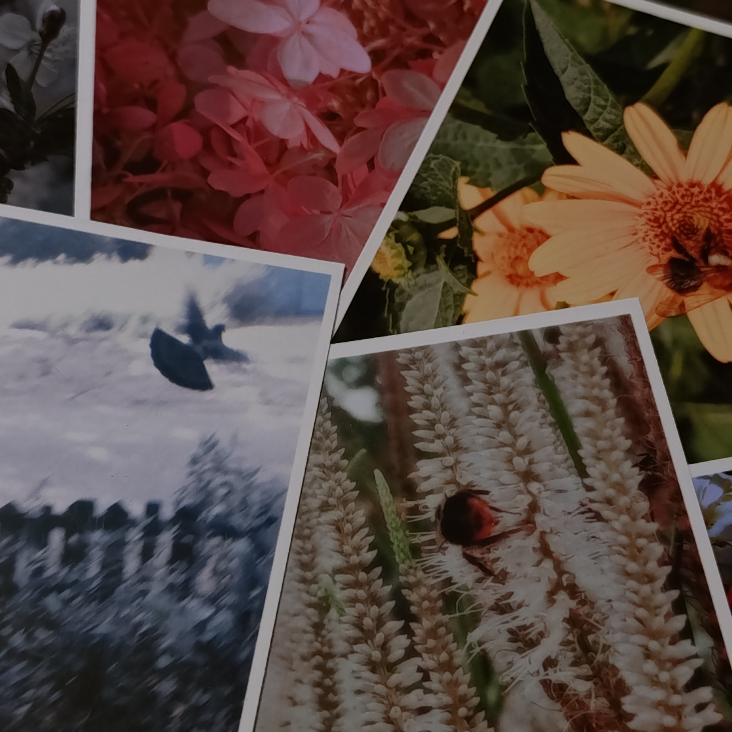 Фото